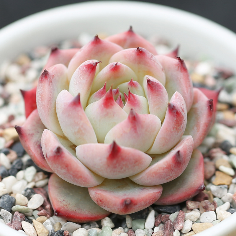 十二卷多肉的品种图鉴,100种多肉植物图片大全