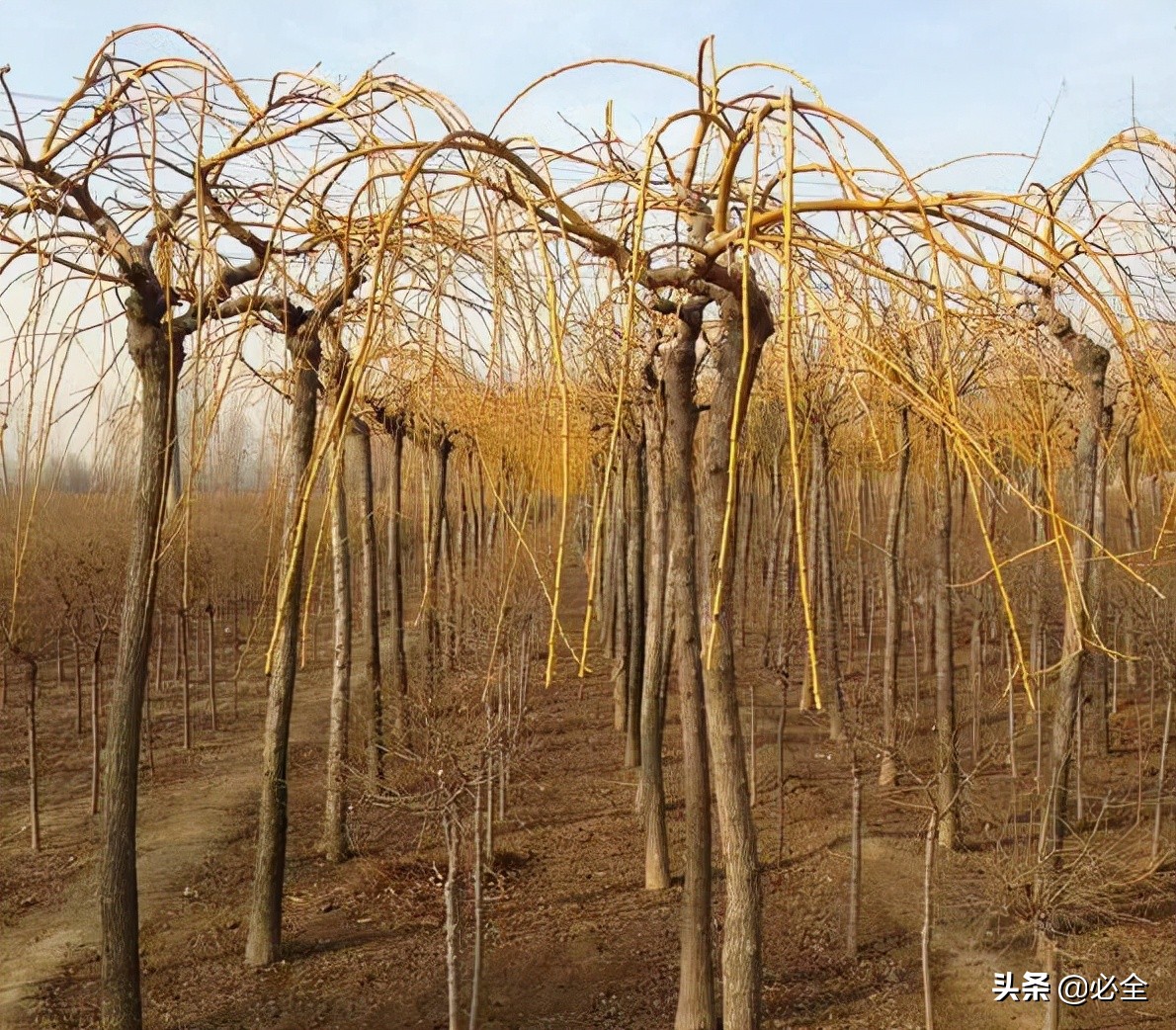 当前苗木市场如何发展,当下苗市紧缺的品种