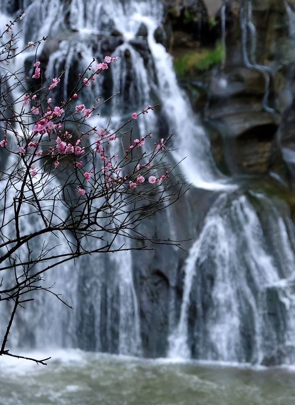 中国十大名花排行榜及图片,中国十大名花明细