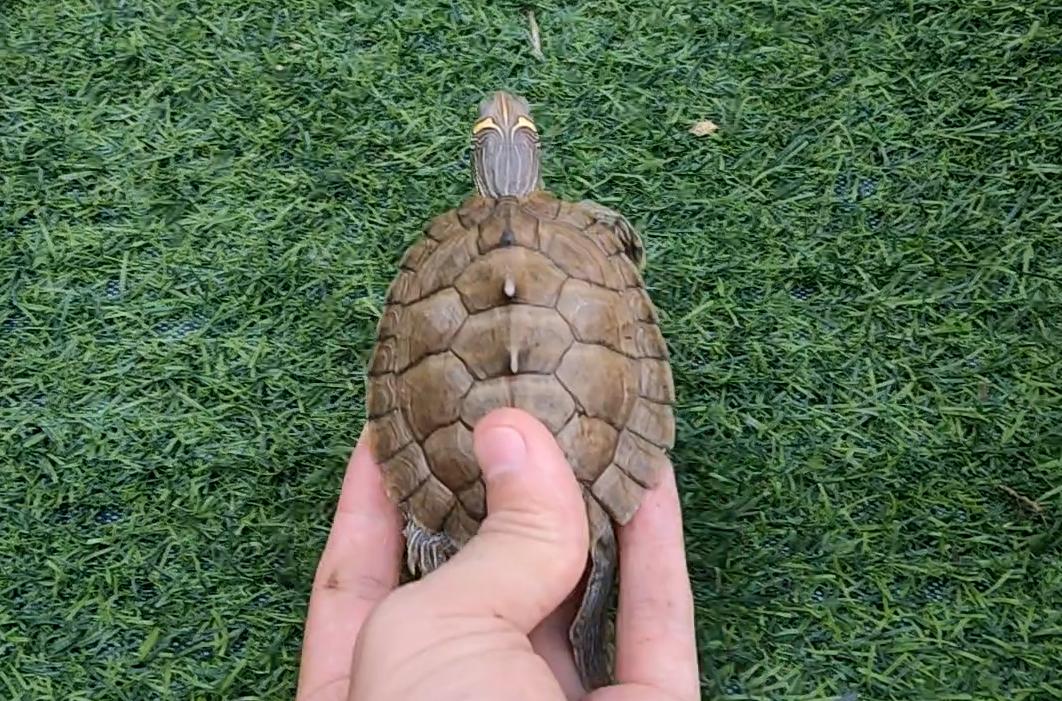 几个月的地图龟吃什么食物最好,地图龟没有龟粮吃什么