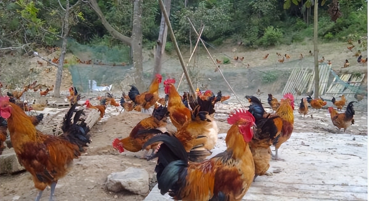 鸡长时间不喝水会怎样,鸡增加采食量最快的方法