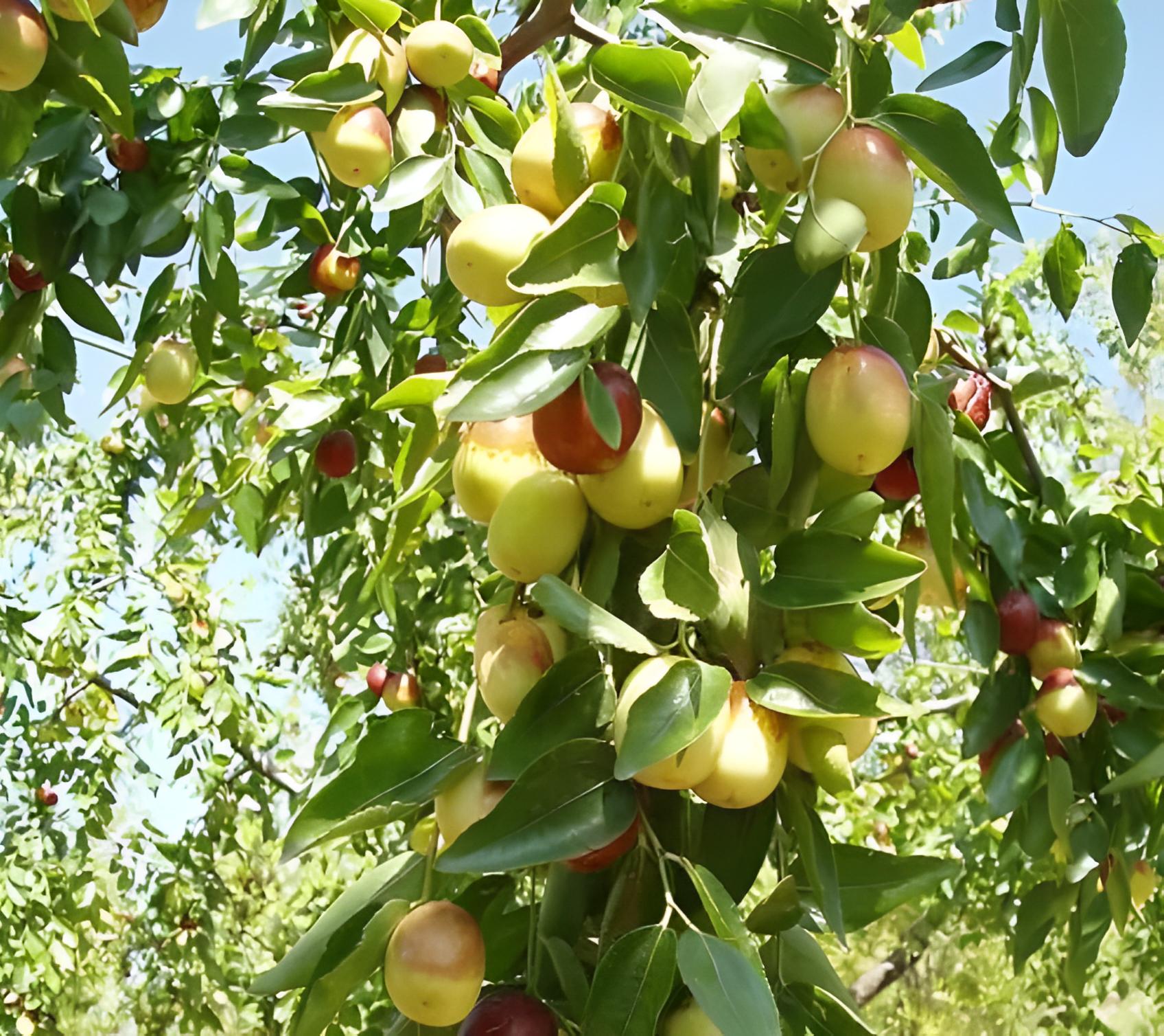 “家有4金树,儿孙辈辈富”,养5年挂满大金果,想吃马上摘,方便