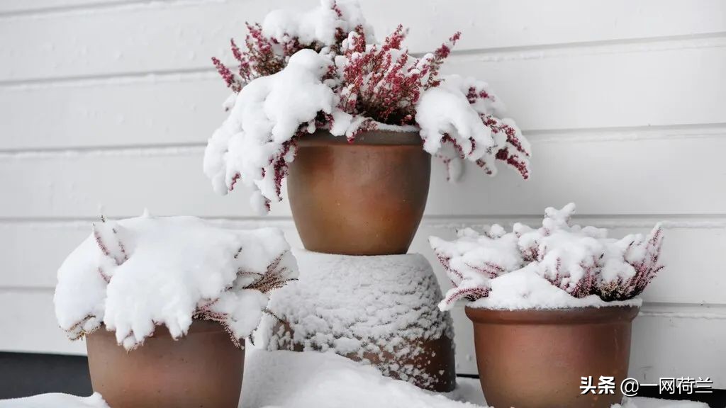 荷兰今天的情况怎么样,荷兰国家现在天气黑了吗