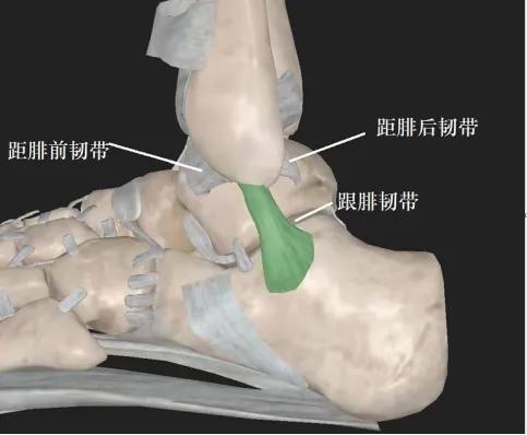 为什么踝关节容易扭伤,脚外踝扭伤怎么处理