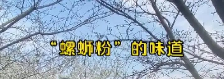 螺蛳粉味儿的樱花,带螺蛳粉味的樱花