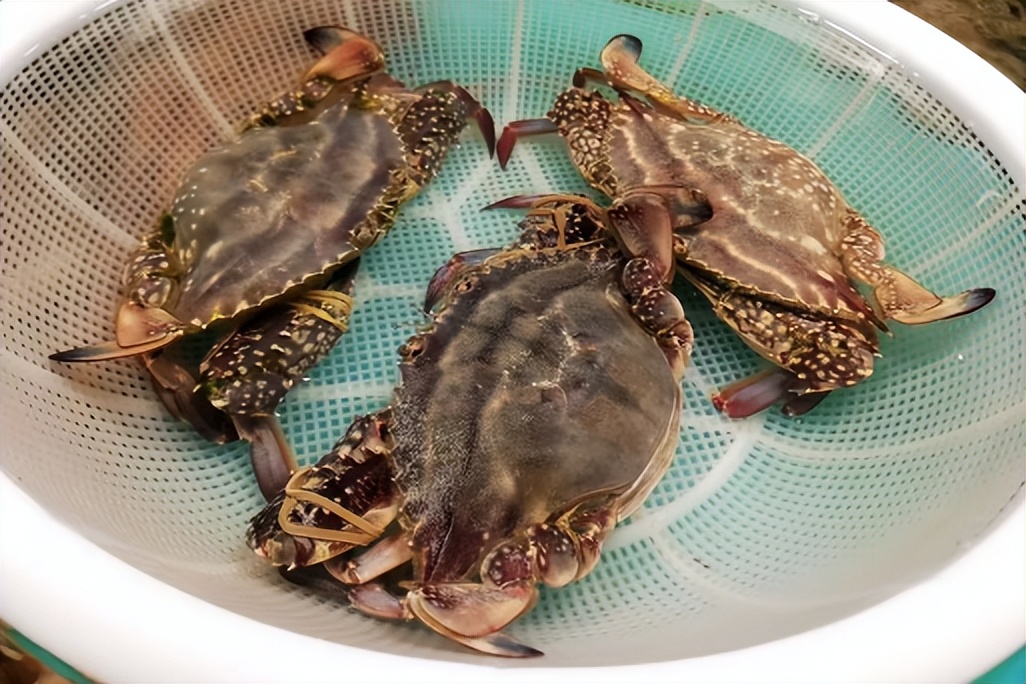 网上买梭子蟹为什么都是冷冻的,买的冷冻梭子蟹怎么做