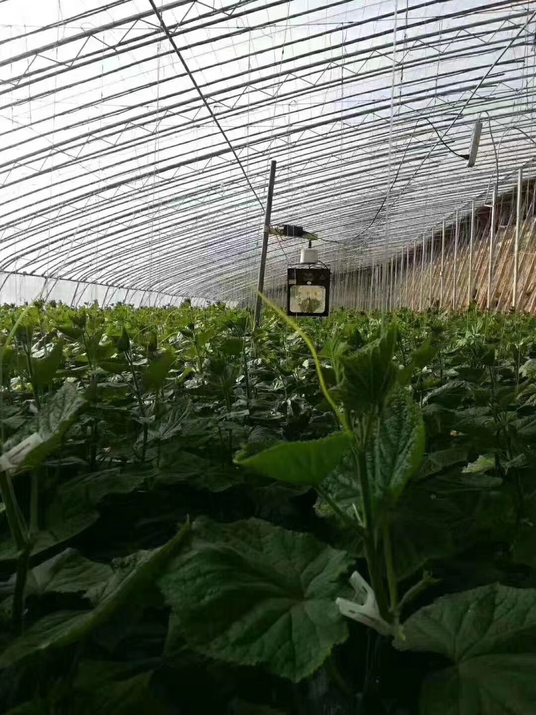 日本乡村两夫妻种菜,日本夫妇用木屑种黄瓜