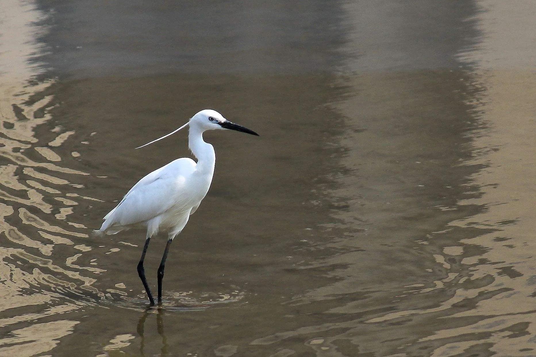 散文白鹭,描写孤独的白鹭诗句