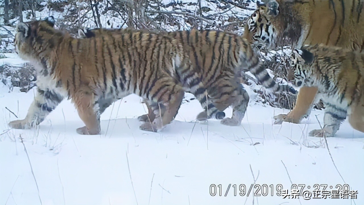 全球老虎数量增加,全球虎还剩多少