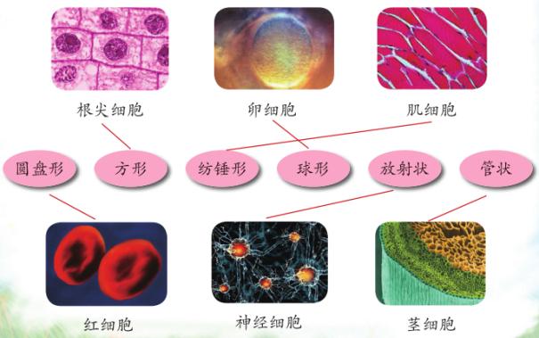 苏教版五年级科学刺激与反应ppt,2022苏教版五年级科学下册复习题
