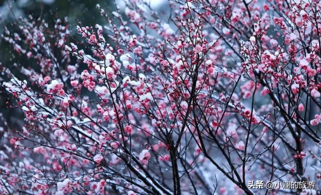 江苏赏梅胜地,江浙沪赏梅小众