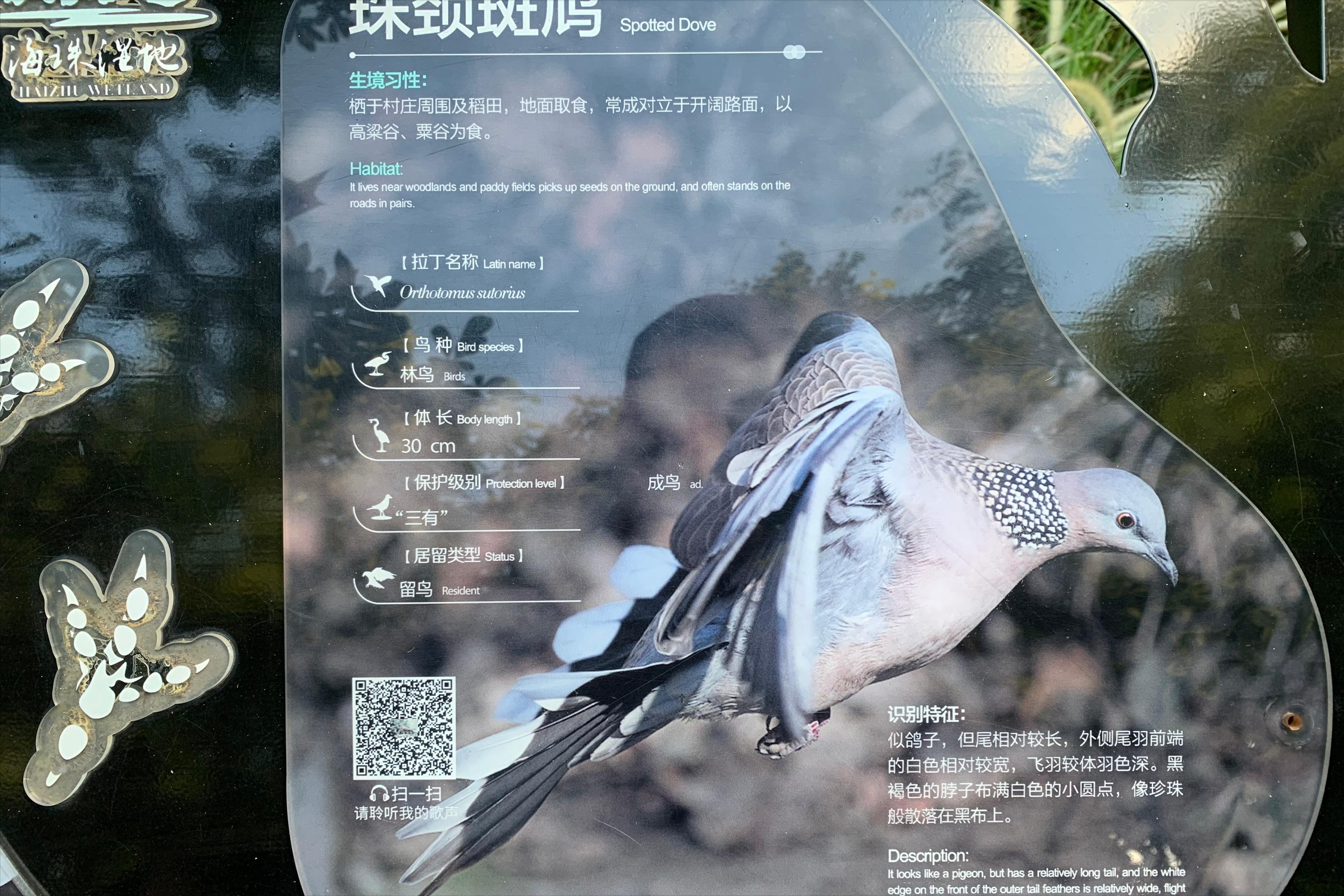 广州国庆假期一日游:南肾海珠湖国家湿地公园的最佳旅游攻略