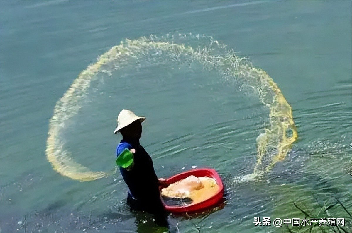 大量死鱼应该怎么处理,大量死鱼危害如何处理