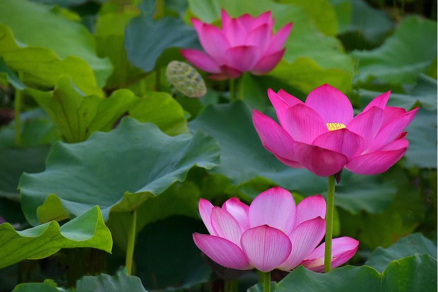 夫妻关系好感情好会有哪些表现,男生要送你礼物怎么拒绝不伤感情