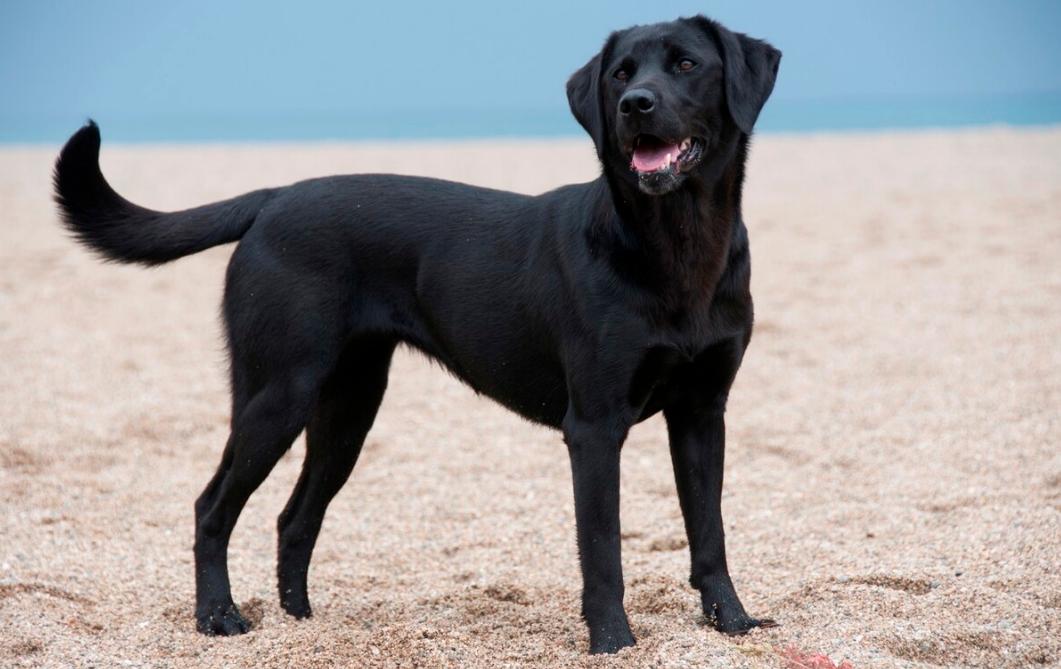 拉布拉多有哪几种颜色好看,拉布拉多什么颜色最好看