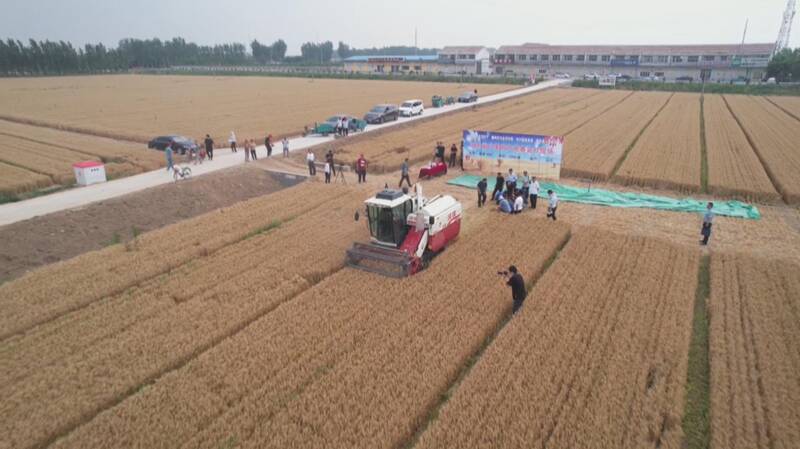 德州小麦亩产王,今年德州小麦产量