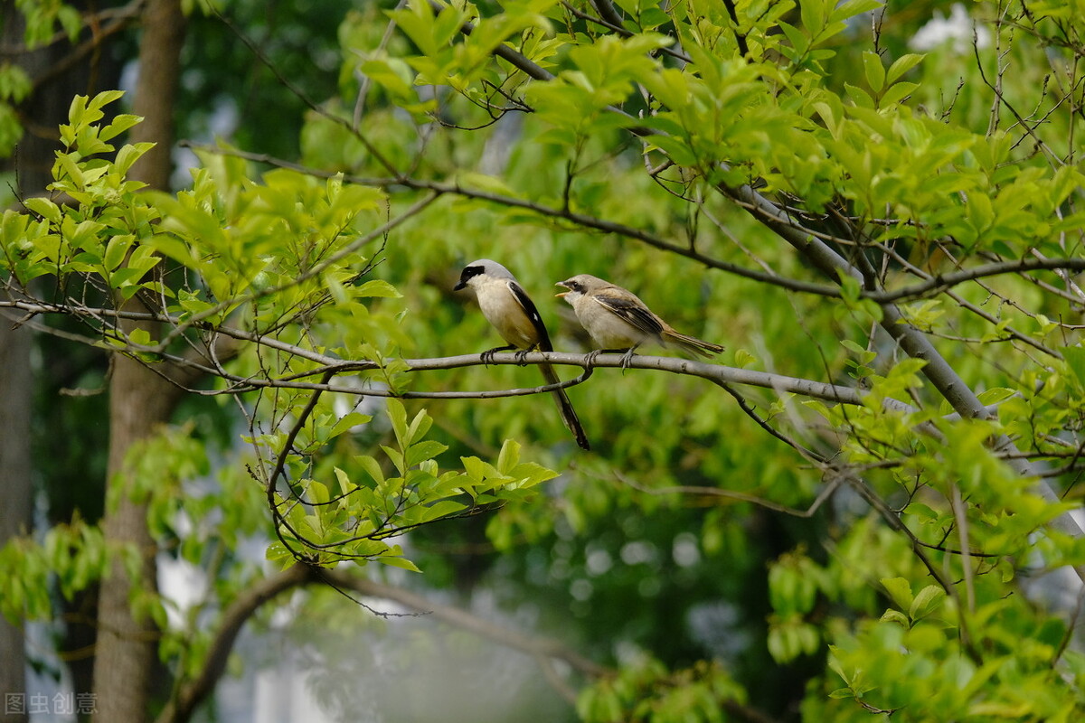谁言寸草心报得三春晖的解释,谁言寸草心报得三春晖什么意思