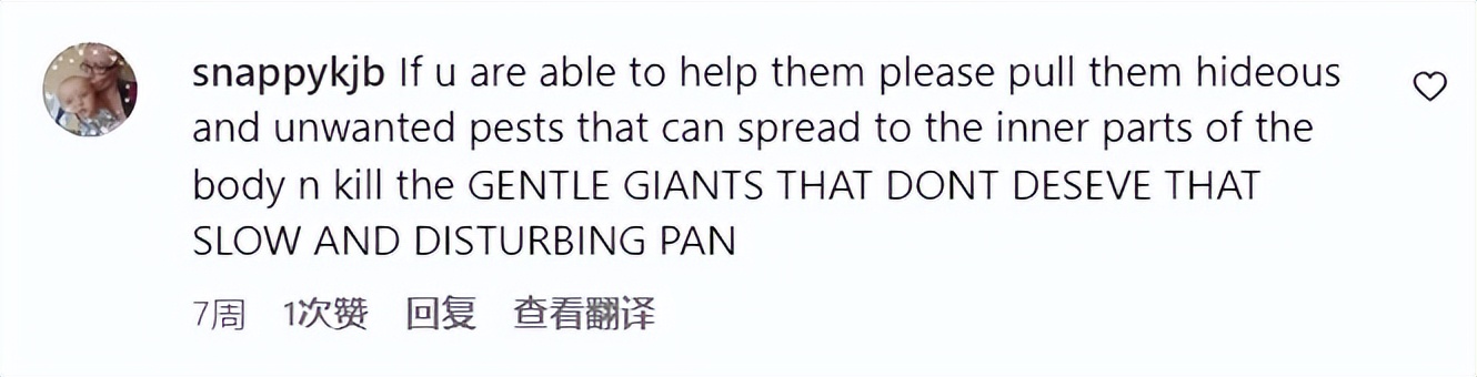 身上虱子太多，灰鲸无奈找人类帮忙，墨西哥船长秒变“搓澡工”！