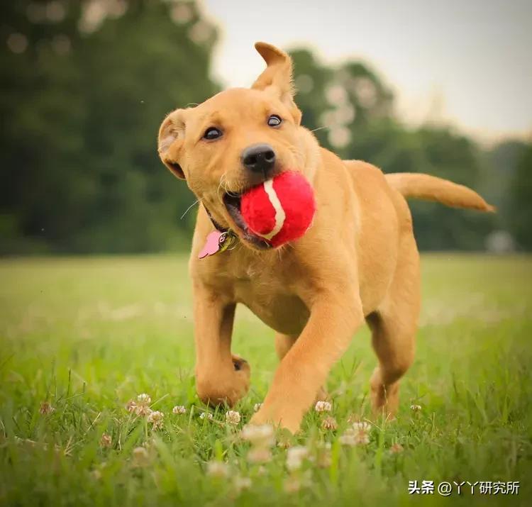 老年人最佳犬种,适合农村老人养的犬种