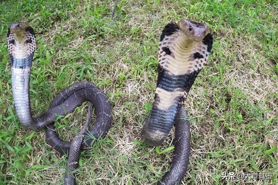 舟山眼镜蛇有毒吗,最毒的海蛇排行