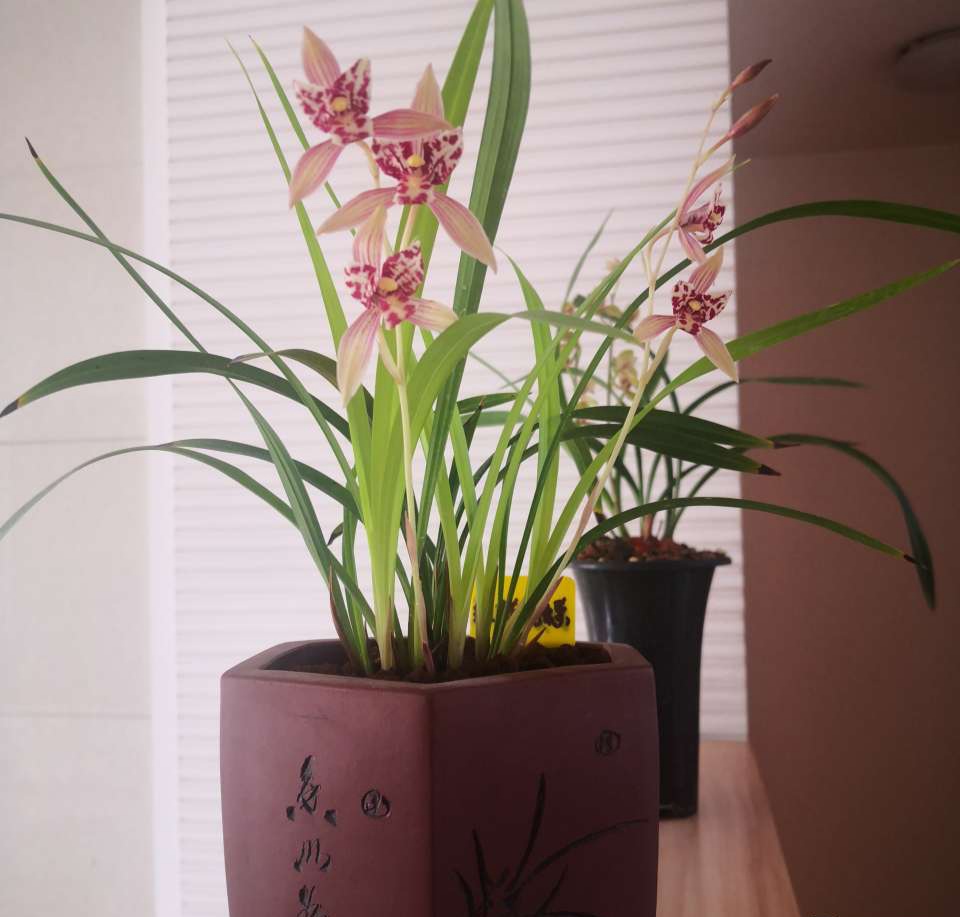 100个阳台养什么花好,100种阳台养的花草