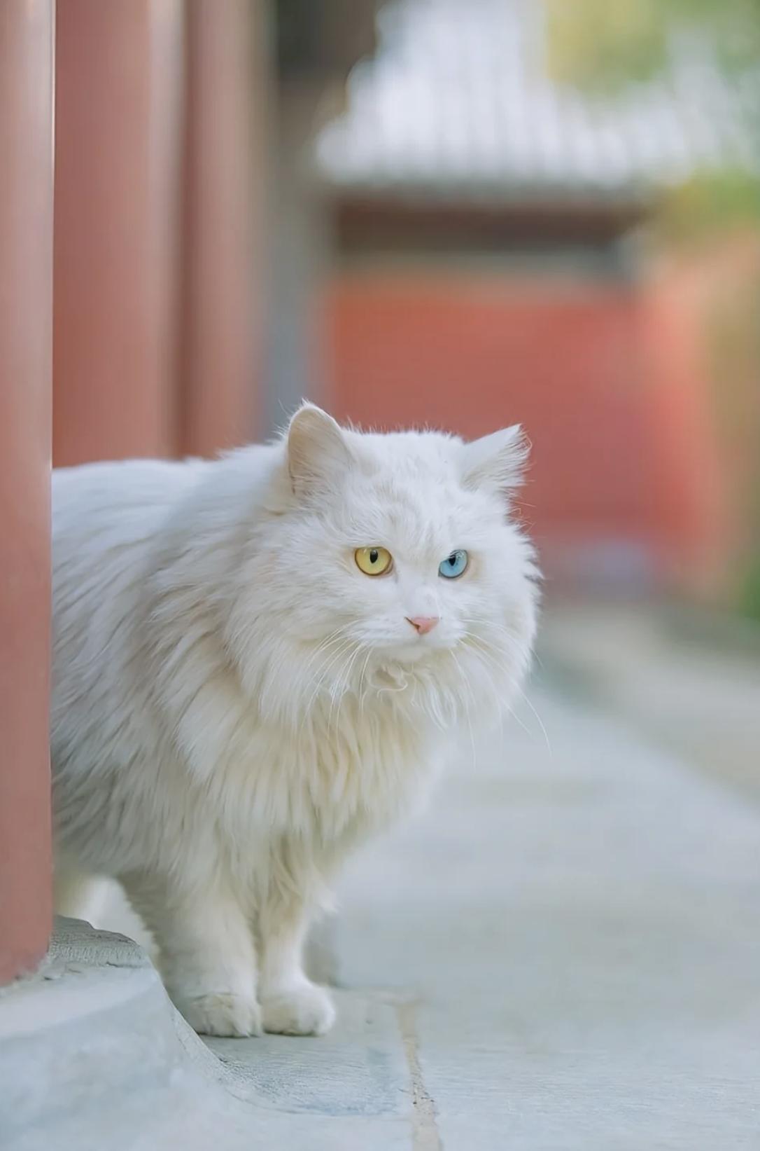 治愈系壁纸｜132张可爱小猫咪的样子