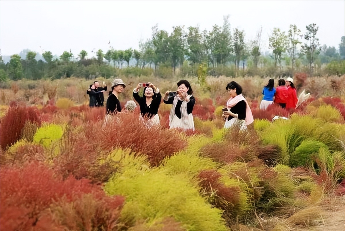 地肤草花海打卡,孟津白鹤地肤草位置