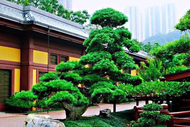 适合家里养的名贵树种,家种柿子树不富也得富