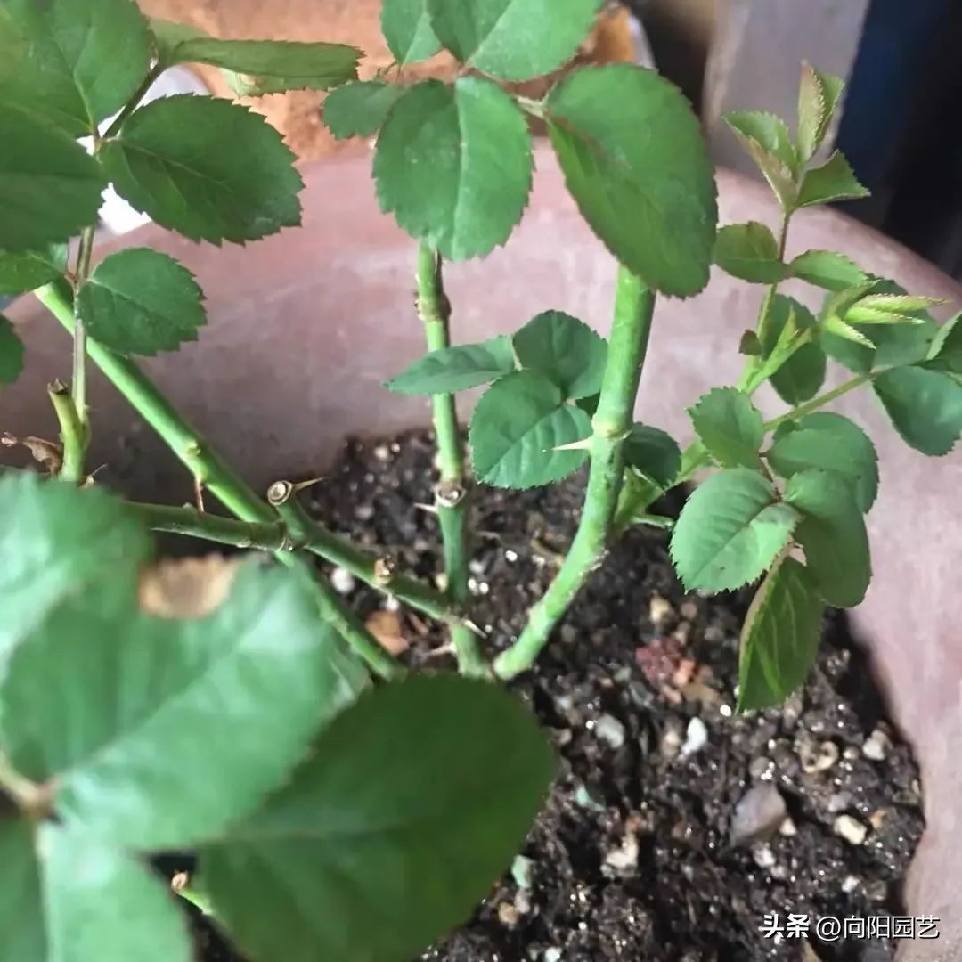 椰糠土便宜和贵的,椰糠加园林土