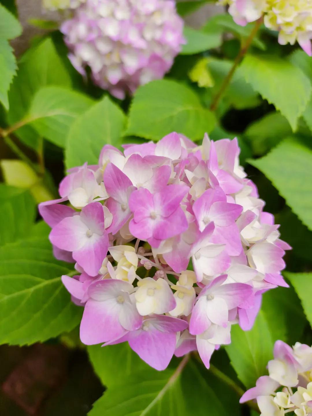 五菱缤果2024价格,五菱缤果落地价是多少