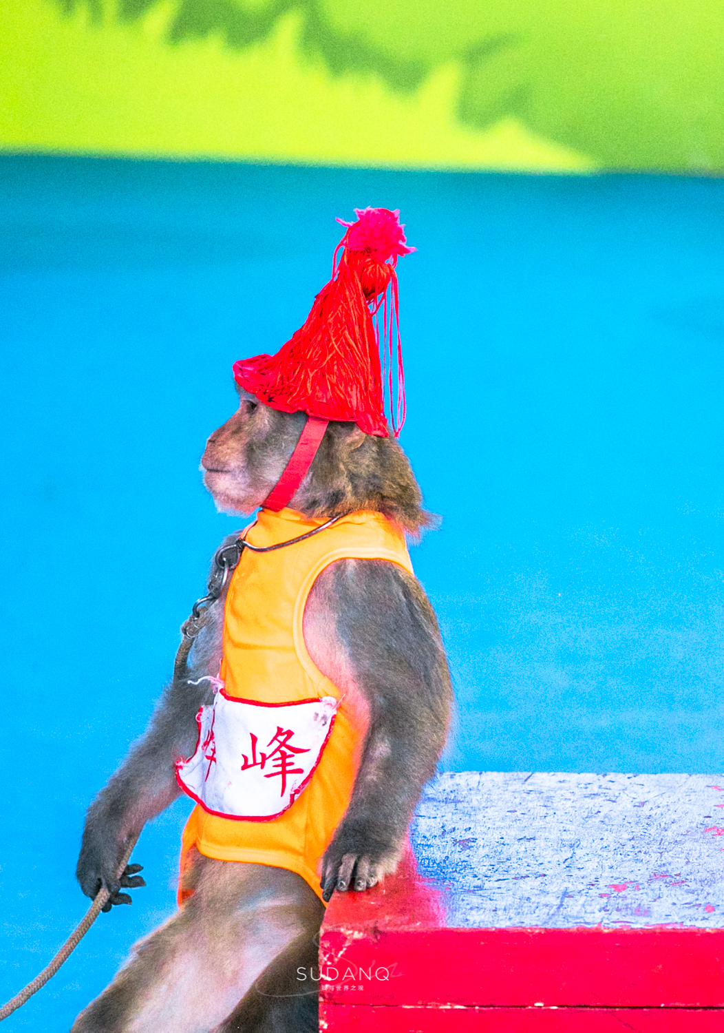 武汉哪个动物园比较适合小朋友玩,武汉值得带孩子去的动物园