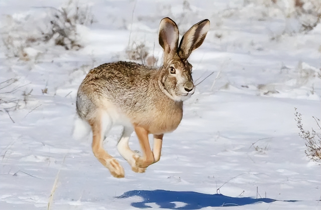 澳大利亚野兔泛滥成灾的原因,澳大利亚的野兔成灾结局