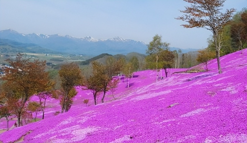 北海道的薰衣草花海在哪里,日本北海道薰衣草花海图片