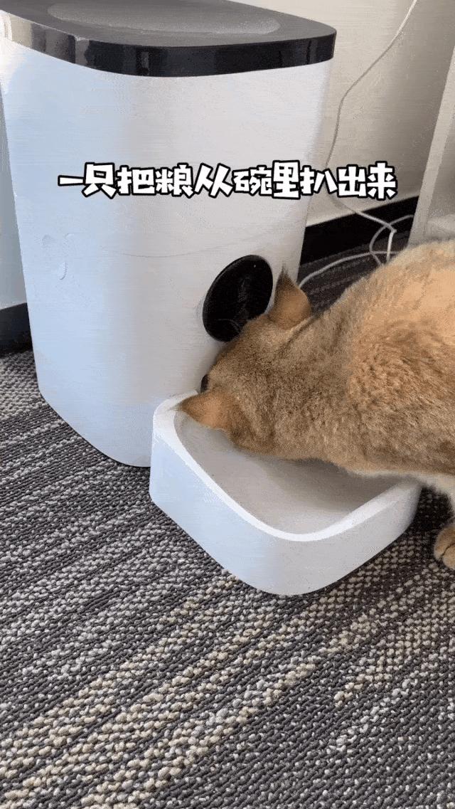 两个猫掐架怎么办,和铲屎官打架的猫咪