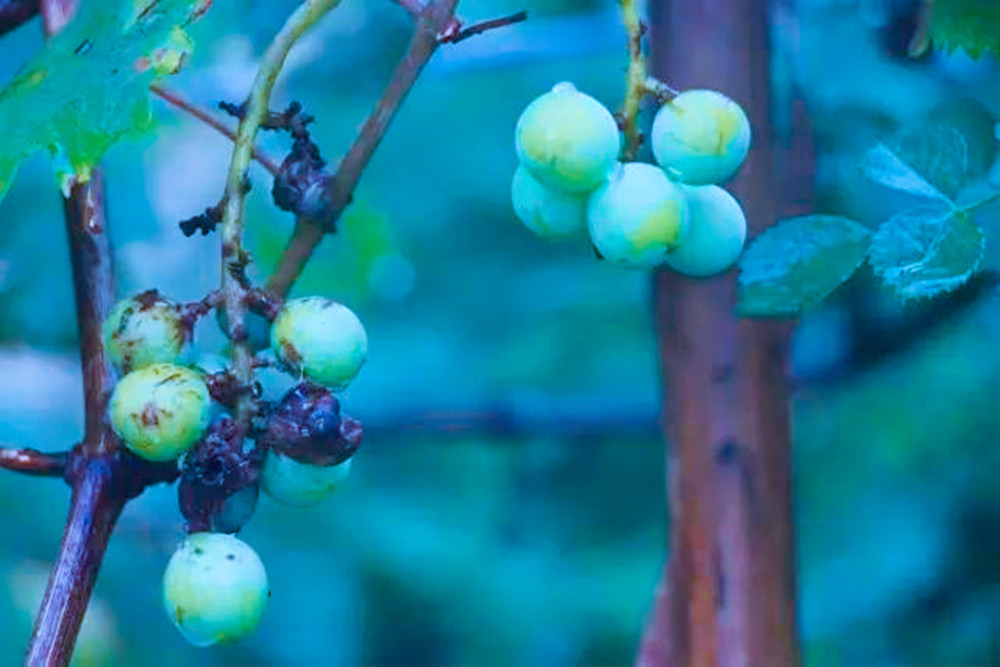 六月，滋养的相思吹奏琴箫声起的情缘更说