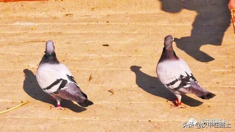 冬泳爱好者低温中畅游泳,冬泳爱好者激情畅游越冷越泳