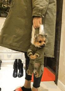 搞笑gif开心一刻这大概就是爱情吧,搞笑gif为了胜利我将不择手段