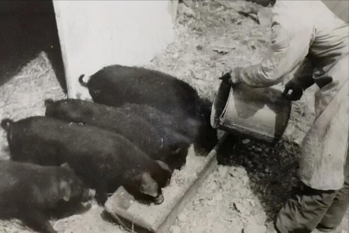 罗军长之死（纪实小小说）