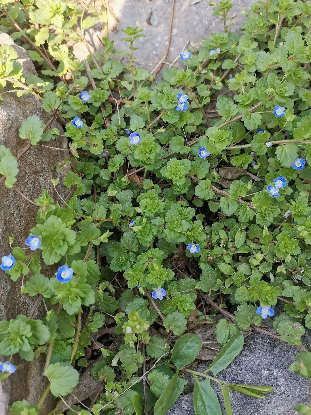 婆婆纳和水毛茛,婆婆纳相关诗句草色遥看近却无