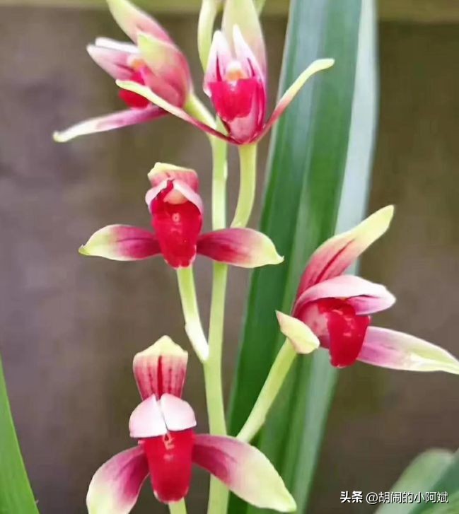 建兰八大经典品种,建兰八大名品哪个品种最香