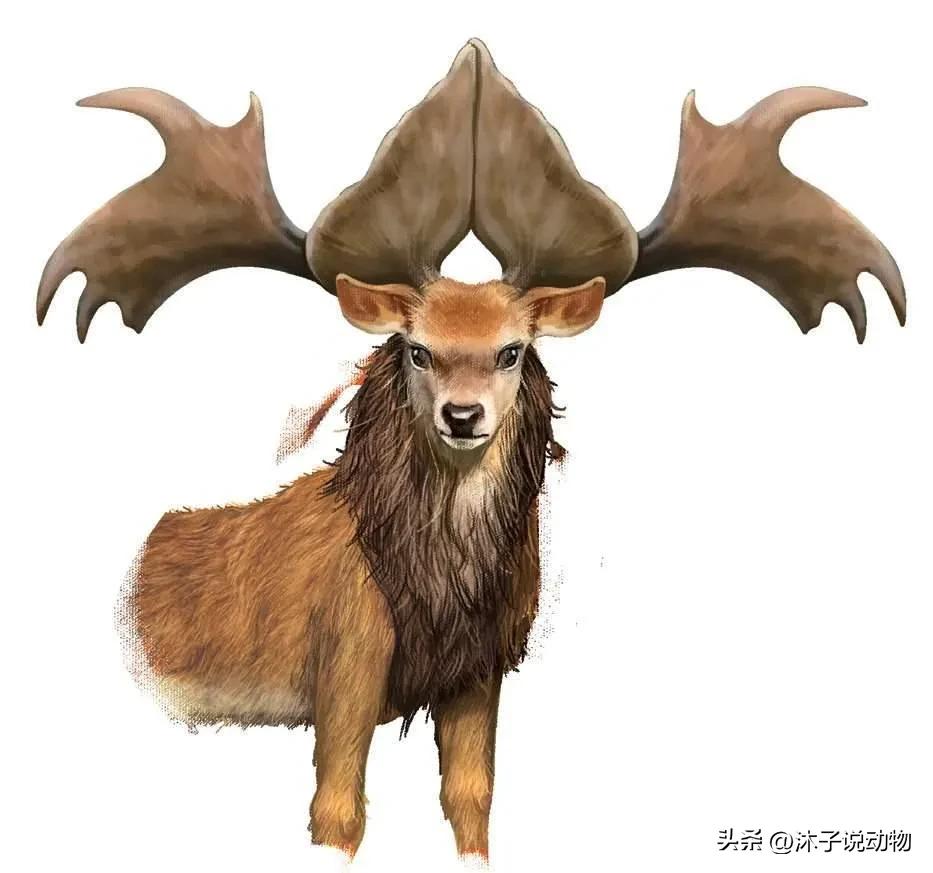 大角鹿灭绝,巨大角鹿灭绝了多少年