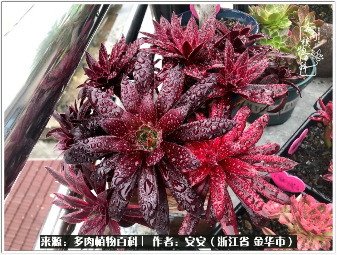 多肉法师花卉品种大全,多肉法师为什么叫法师