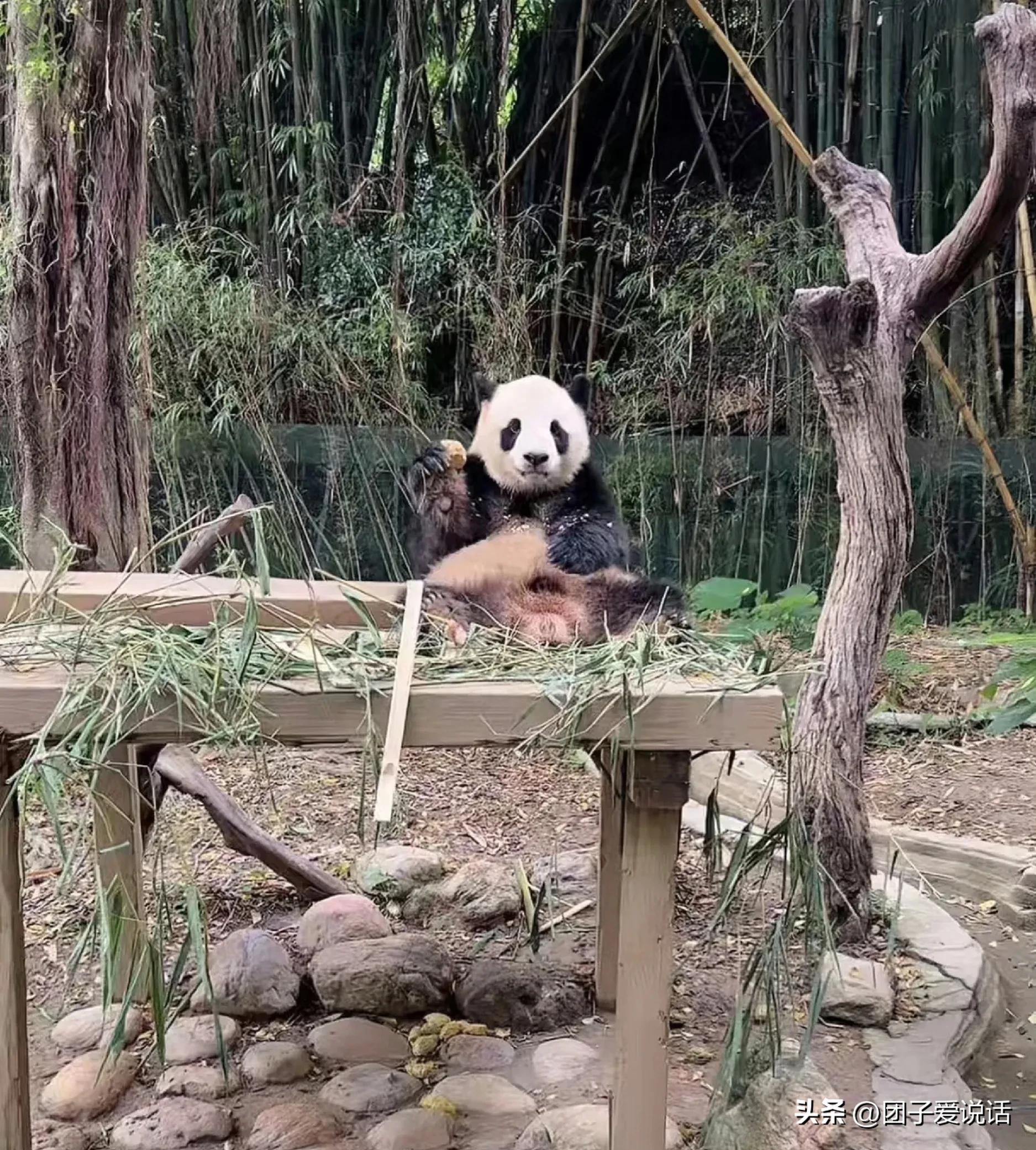 广州长隆野生动物园的大熊猫,广州长隆野生动物世界大熊猫