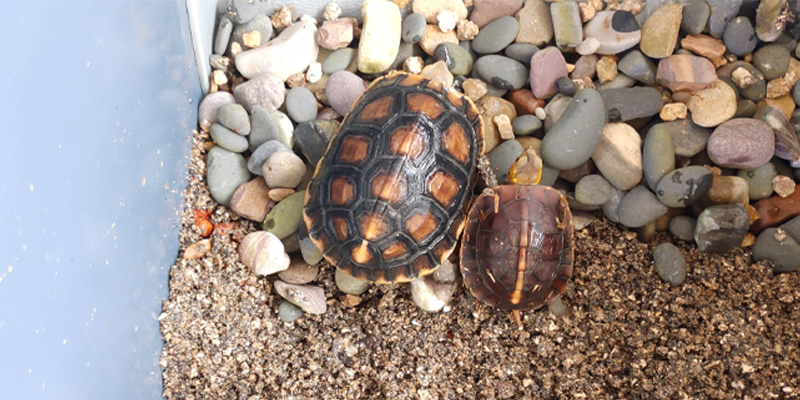 黄缘龟三年90克能分辨出公母吗,三年左右黄缘龟公母怎么区分