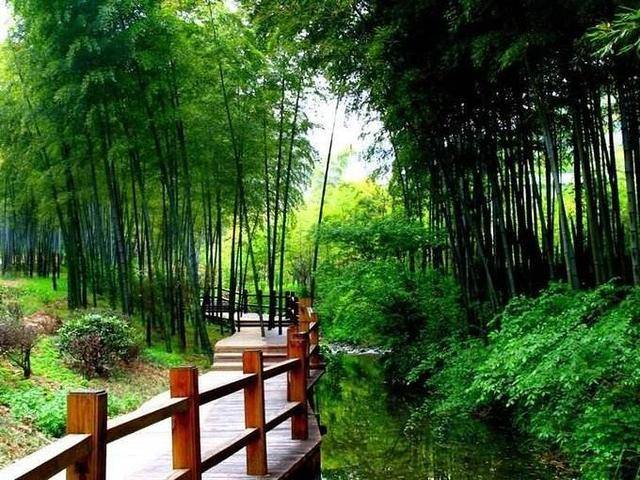 竹屋的诗句,鸟语花香竹林世外桃源的诗句