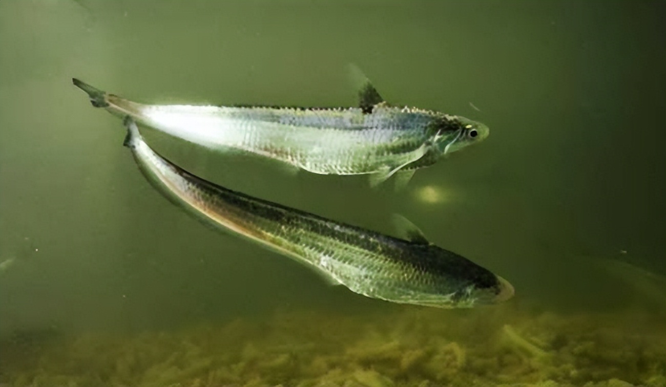 各种常见淡水鱼价格排名,常见淡水鱼大全钓友值得收藏