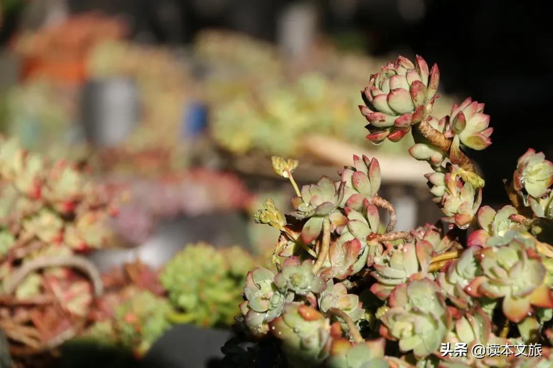 走进多肉世界,丽江古城多肉