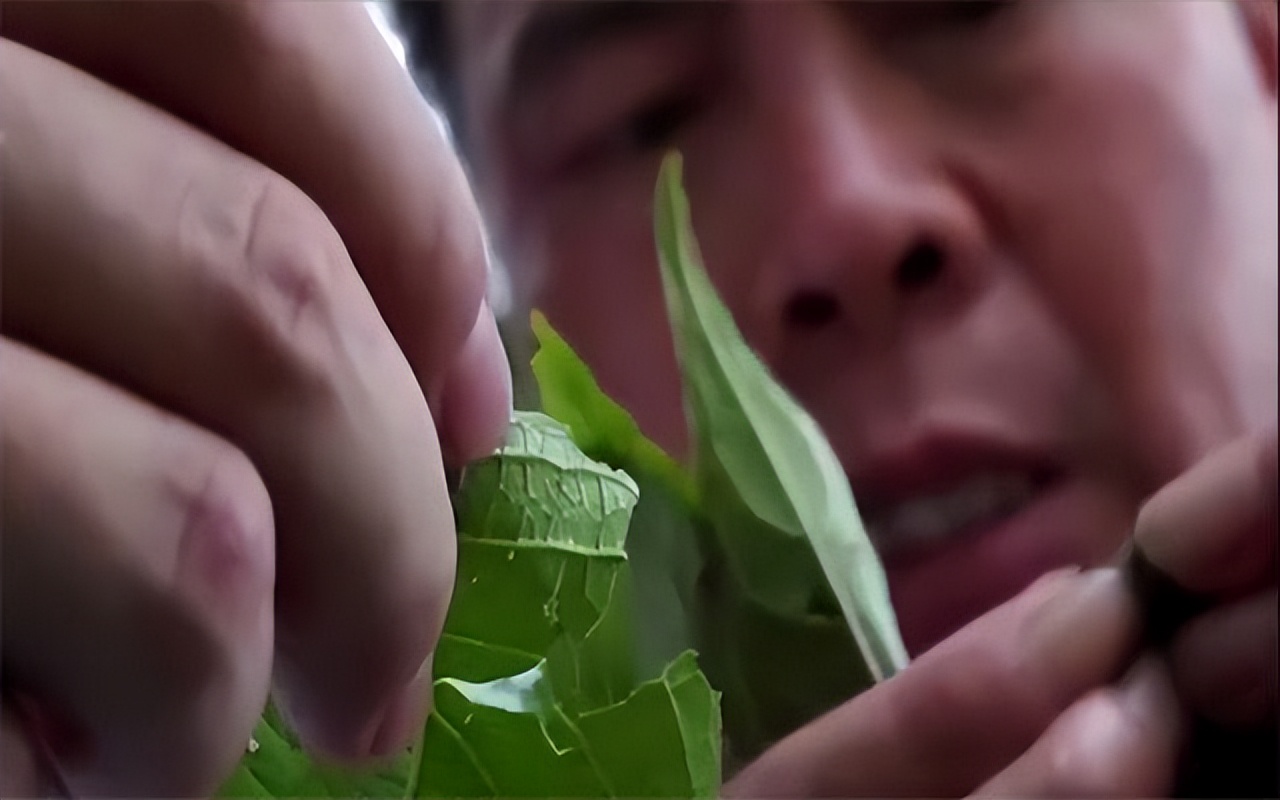 广东大叔发现商机变废为宝,将不要的叶子售卖,年销售达1000多万