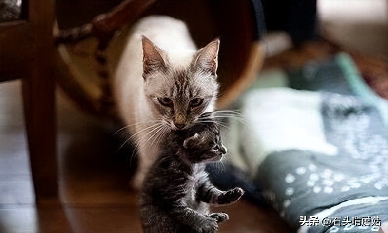 为什么猫生完宝宝还要挪窝,刚生育完的母猫总叫是什么原因