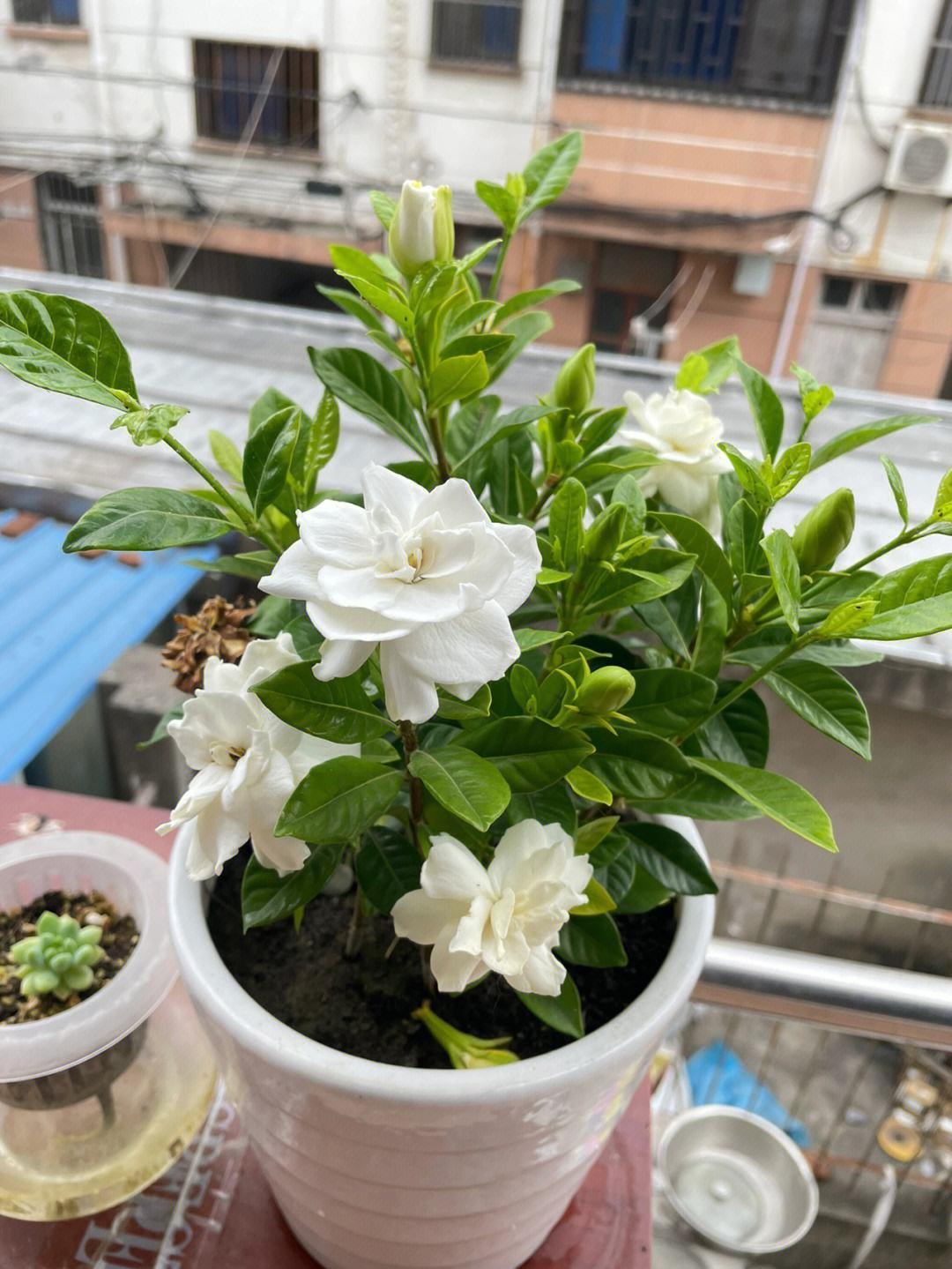 养花什么花是喜酸的,喜酸的花怎么养